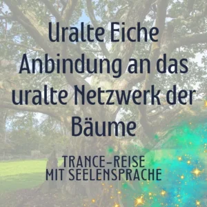 Uralte Eiche - Anbindung an das uralte Netzwerk der Bäume